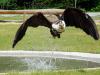 Schrei-Seeadler Schrei-Seeadler