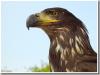 Weißkopfseeadler (Jungvogel) Weißkopfseeadler (Jungvogel)